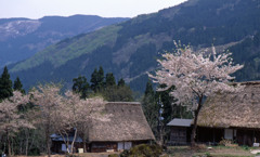 富山県　相倉合掌造り集落Ｈ24.4.29　05
