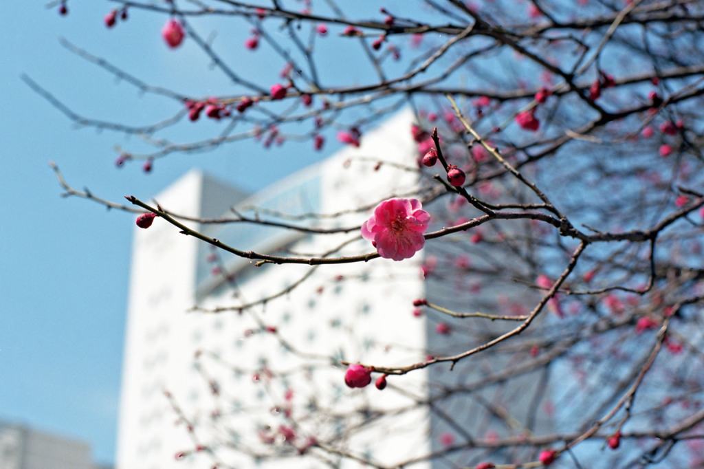 福井市中央公園４月上旬07