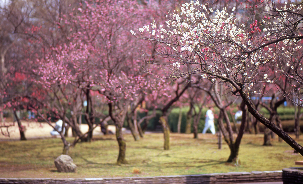 福井市中央公園Ｈ25.3　16