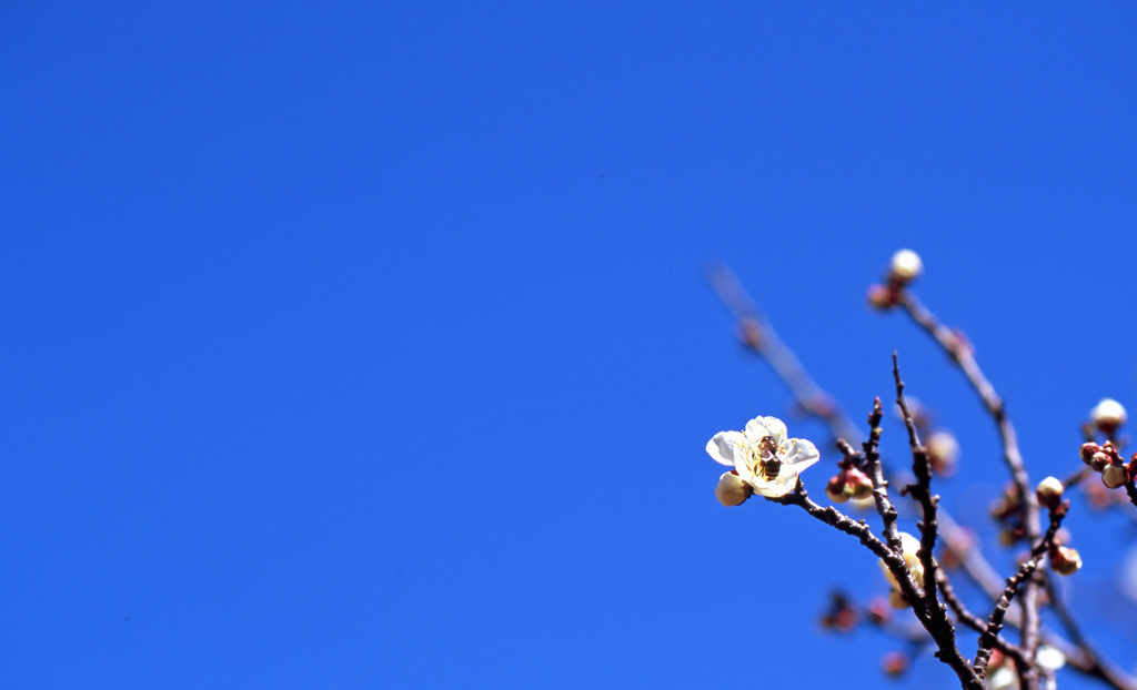 福井市中央公園Ｈ25.3　11