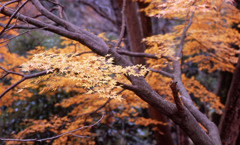 福井市八幡山Ｈ24.11　05