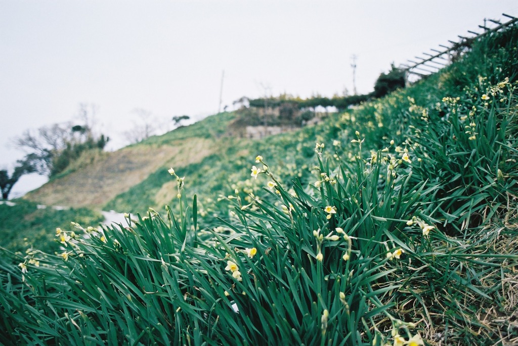 越前岬水仙ランド