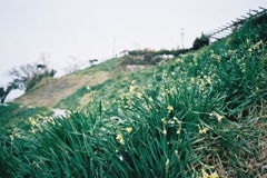 越前岬水仙ランド