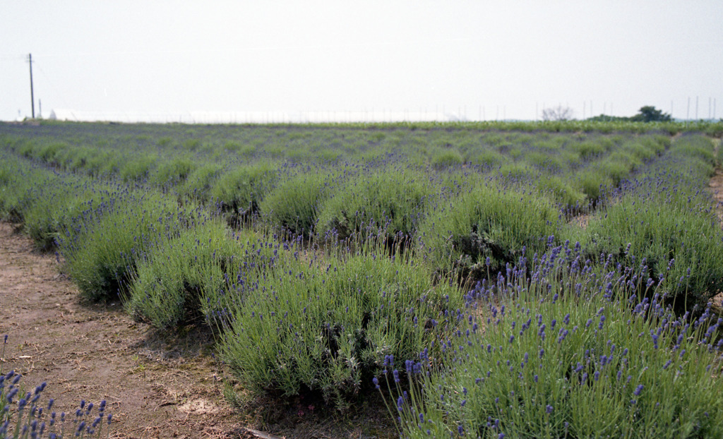 三国町加戸　ラベンダーファームＨ23.6.4　01