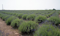 三国町加戸　ラベンダーファームＨ23.6.4　01