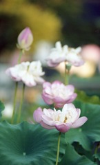 南越前町　花はす公園Ｈ23.7.17　08