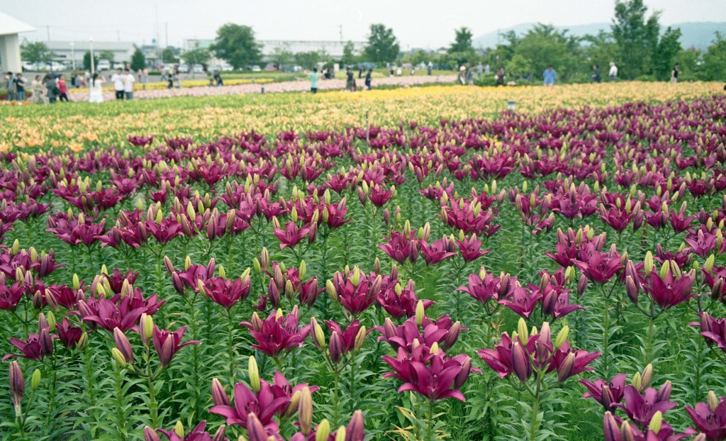 ゆりの里公園　6月中旬頃03