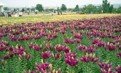 ゆりの里公園　6月中旬頃03