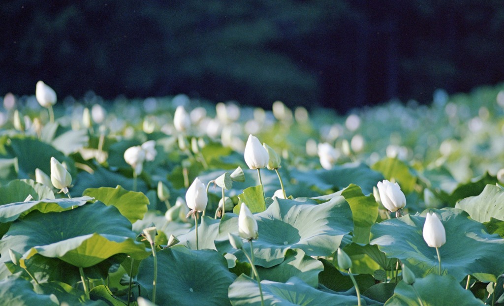 南越前町　花はす公園Ｈ23.7.17　04