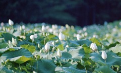 南越前町　花はす公園Ｈ23.7.17　04