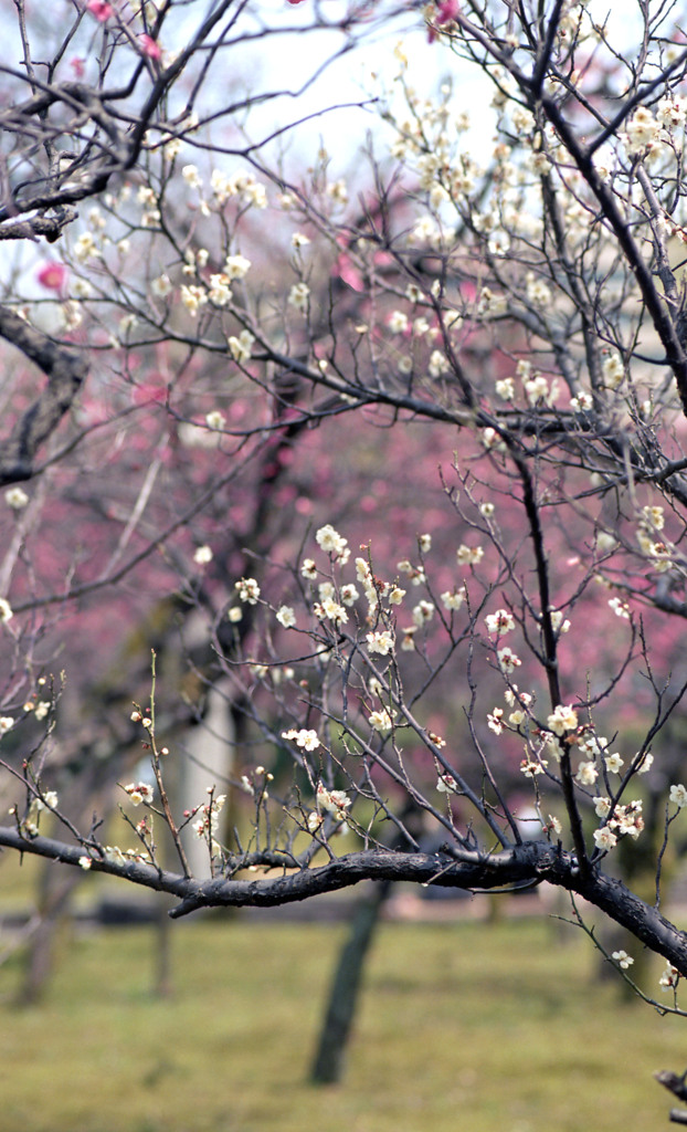 福井市中央公園４月上旬16