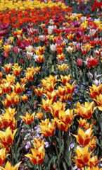 2012となみチューリップフェアＨ24.4.28　08