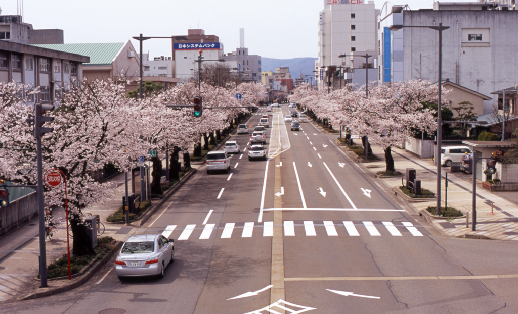 福井市　桜通り　Ｈ25.04　01