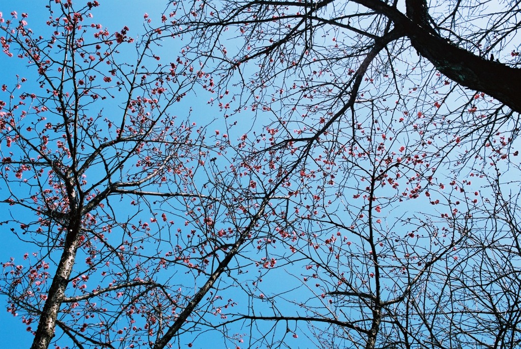 福井市中央公園　梅03