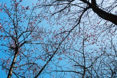 福井市中央公園　梅03