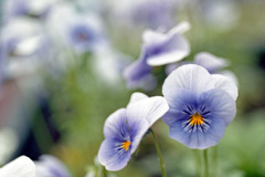 福井県総合グリーンセンター08