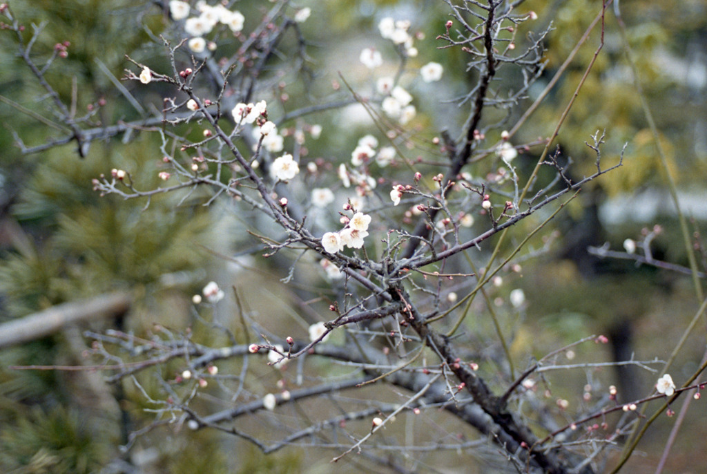 福井県総合グリーンセンター03