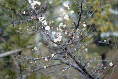 福井県総合グリーンセンター03