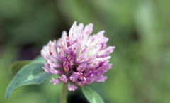 足羽川　板垣橋河川敷07