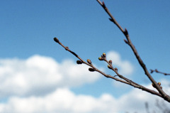 丸岡町　霞ケ城公園02