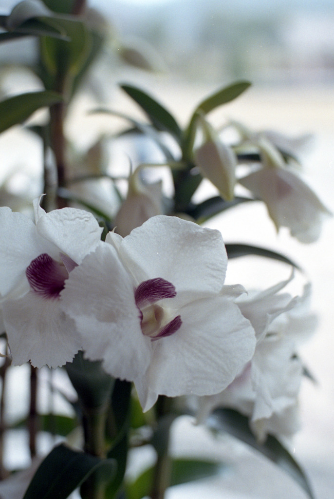 福井県総合グリーンセンター　洋らん展02