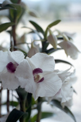 福井県総合グリーンセンター　洋らん展02