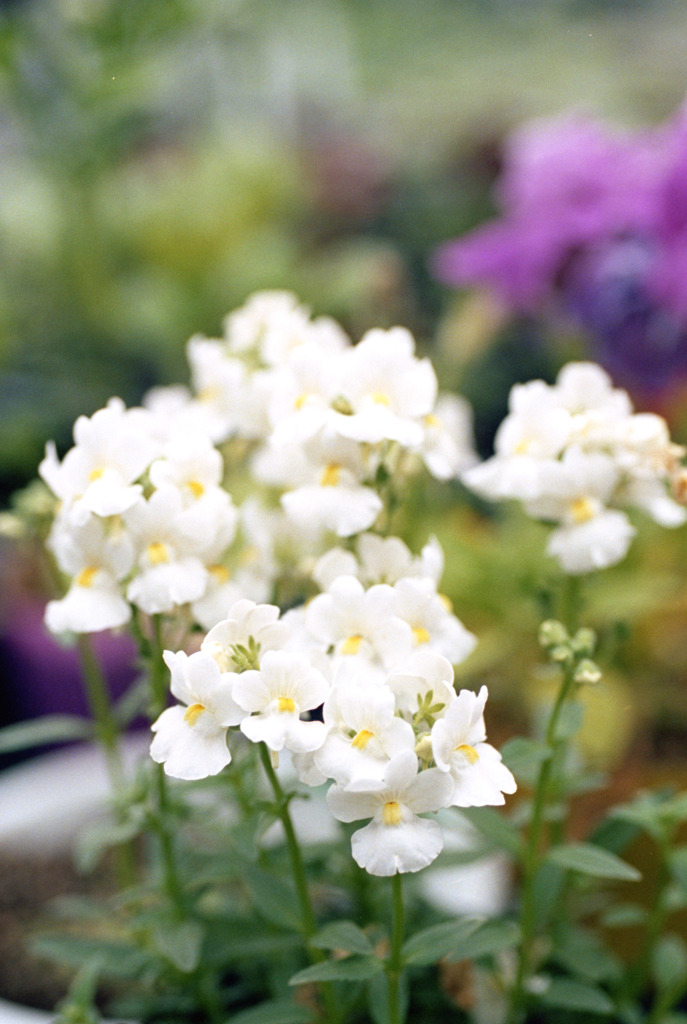 福井県総合グリーンセンター10