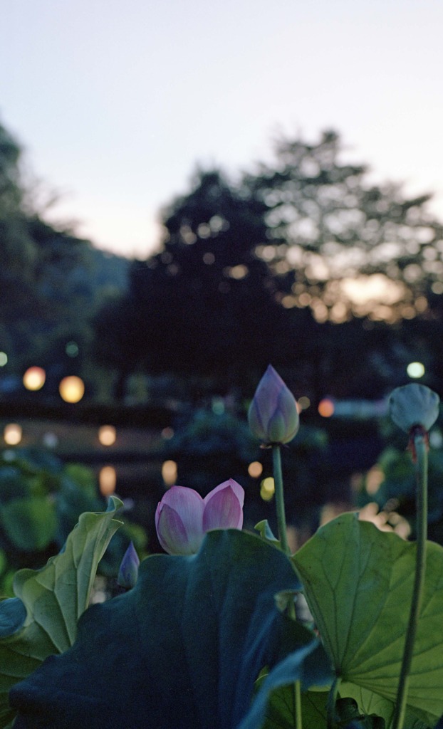 南越前町　花はす公園Ｈ23.7.17　10
