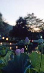 南越前町　花はす公園Ｈ23.7.17　10