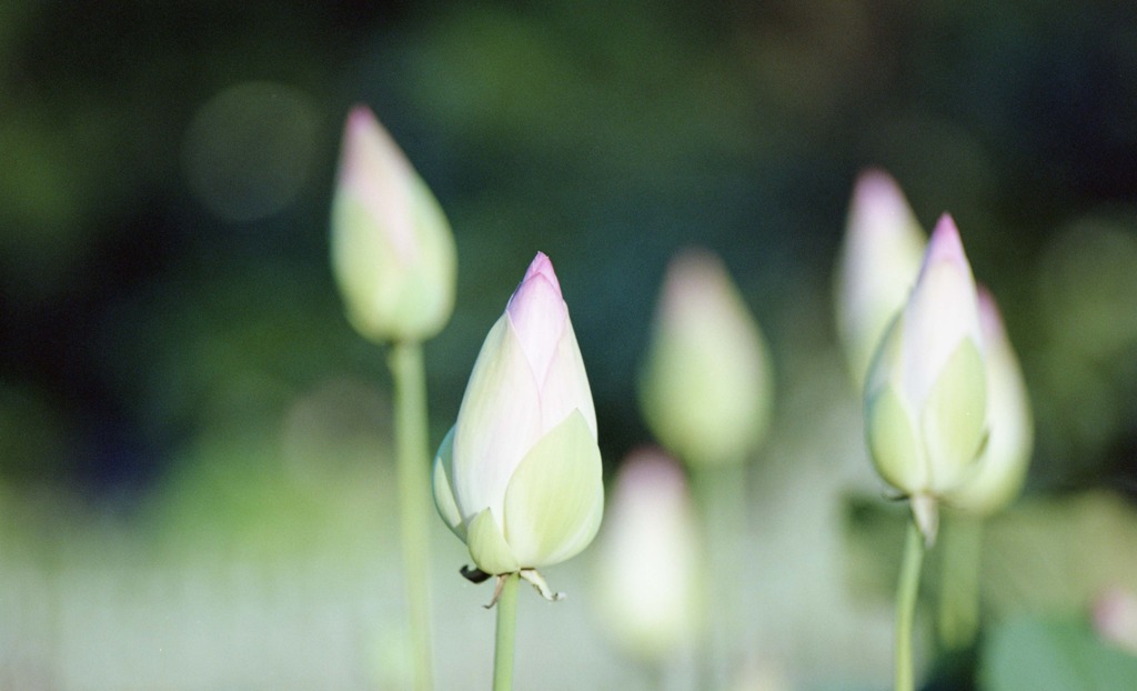 南越前町　花はす公園Ｈ23.7.17　05