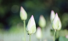 南越前町　花はす公園Ｈ23.7.17　05