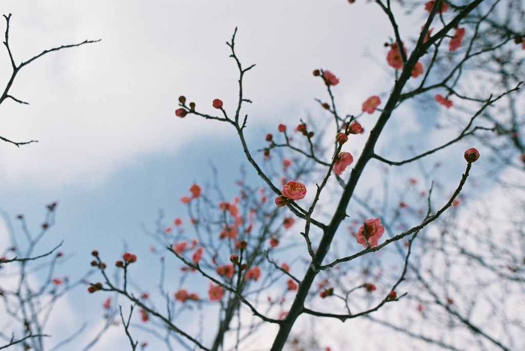 梅（中央公園）