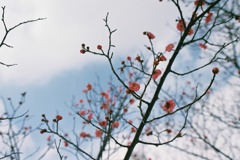 梅（中央公園）