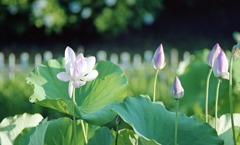 南越前町　花はす公園Ｈ23.7.17　06