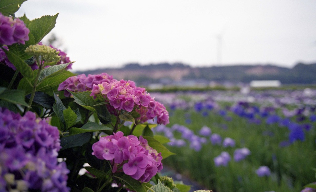 北潟湖畔花菖蒲園　6月中旬頃03