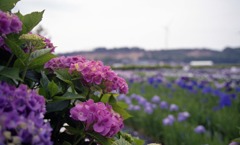 北潟湖畔花菖蒲園　6月中旬頃03