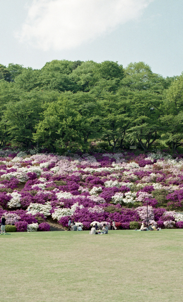 鯖江　西山公園04