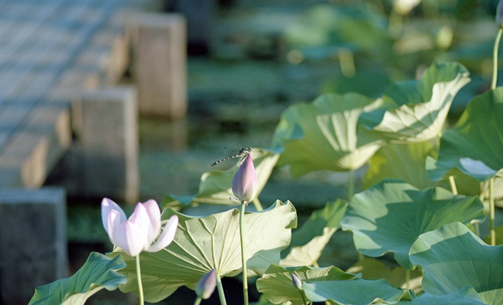 南越前町　花はす公園Ｈ23.7.17　07