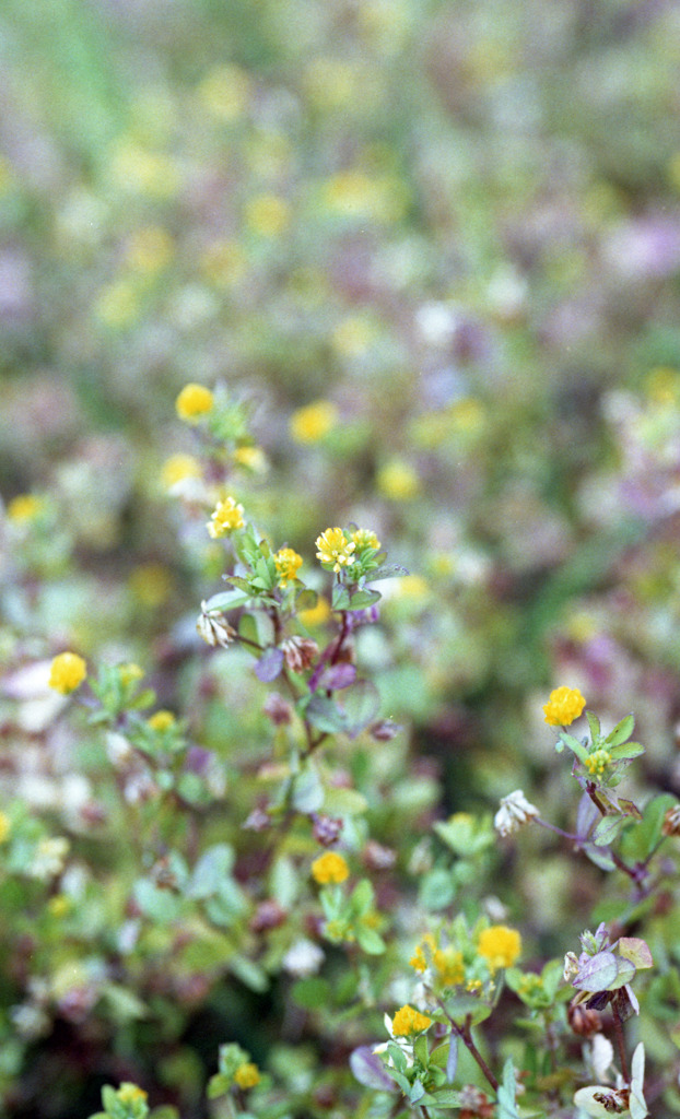 足羽川　板垣橋河川敷03