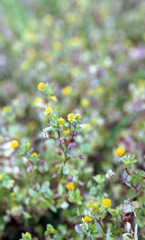 足羽川　板垣橋河川敷03