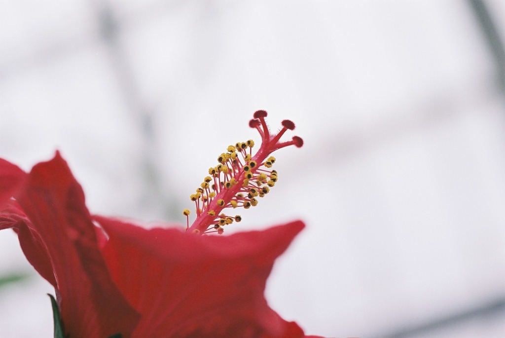 総合グリーンセンター　熱帯展示温室03