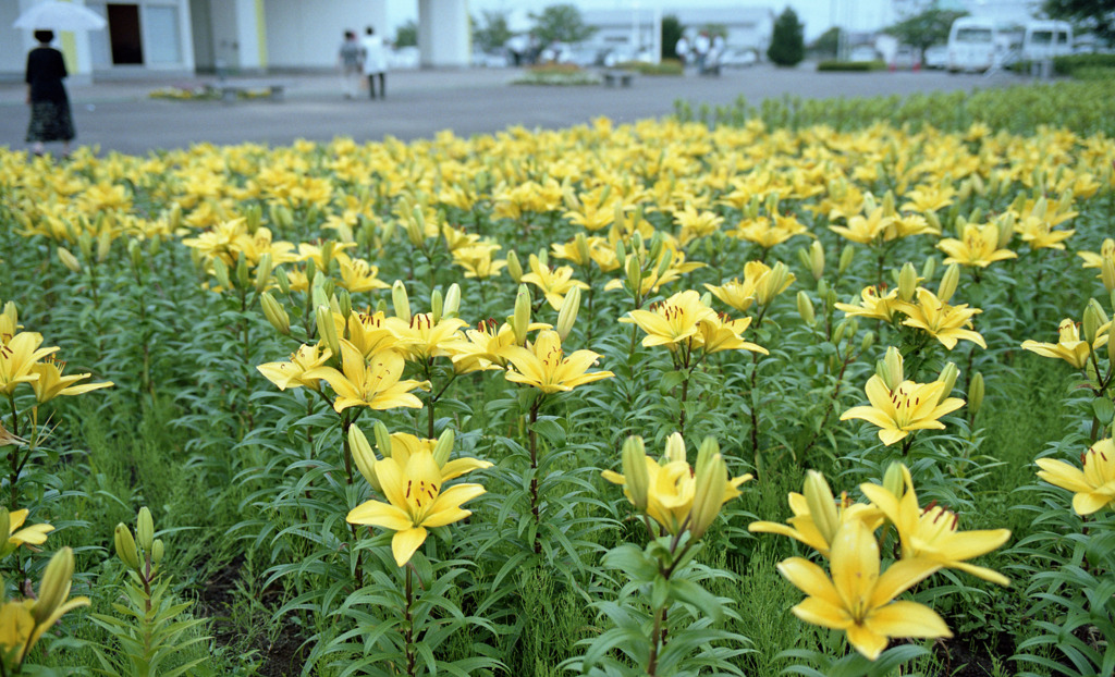 ゆりの里公園　Ｈ23.6.12　01