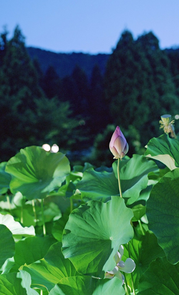 南越前町　花はす公園Ｈ23.7.17　12