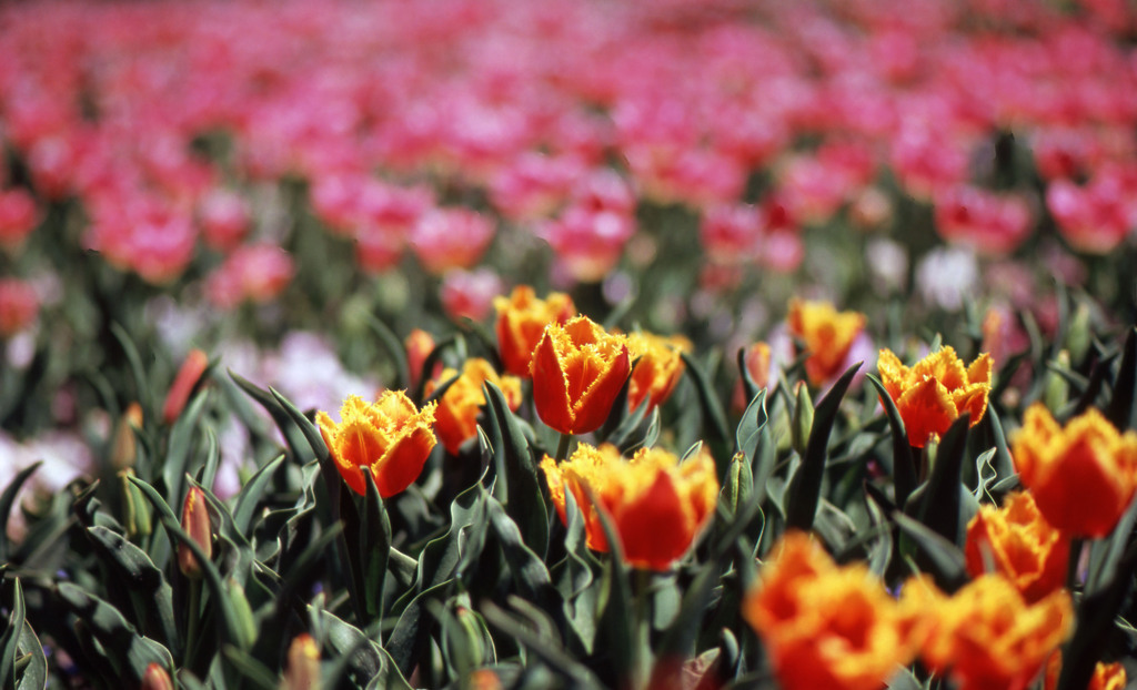 2012となみチューリップフェアＨ24.4.28　07