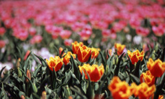 2012となみチューリップフェアＨ24.4.28　07