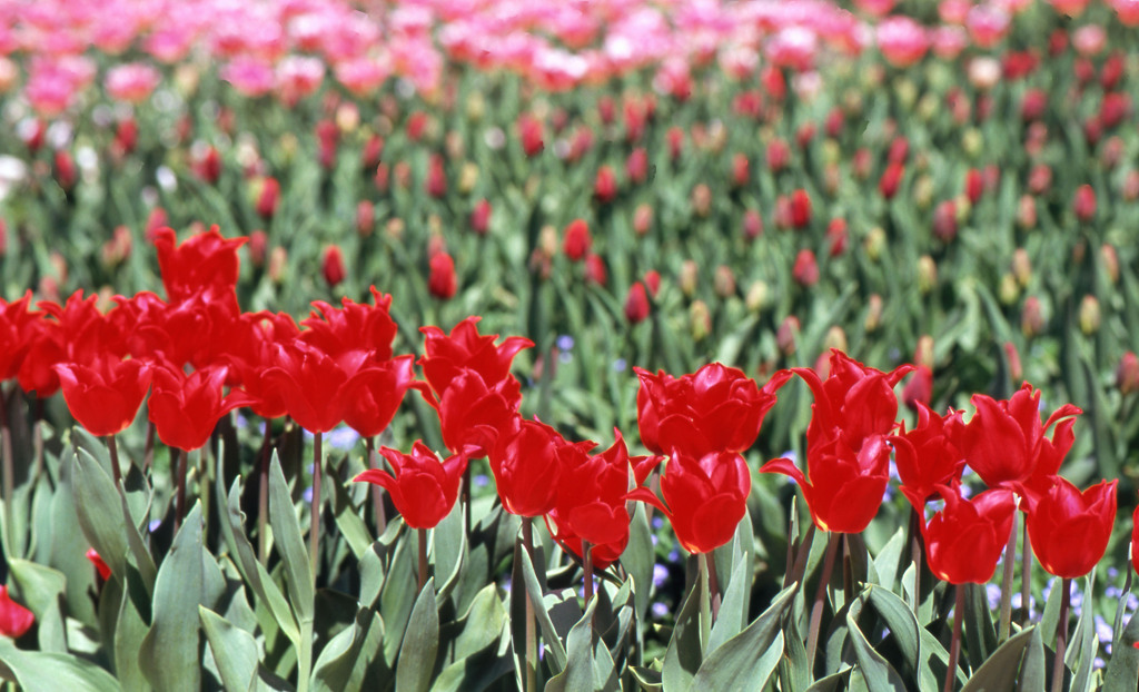 2012となみチューリップフェアＨ24.4.28　06