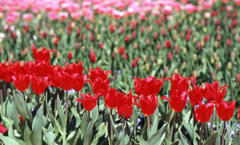 2012となみチューリップフェアＨ24.4.28　06