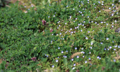 福井市鴨渡公園Ｈ24.4.7　02