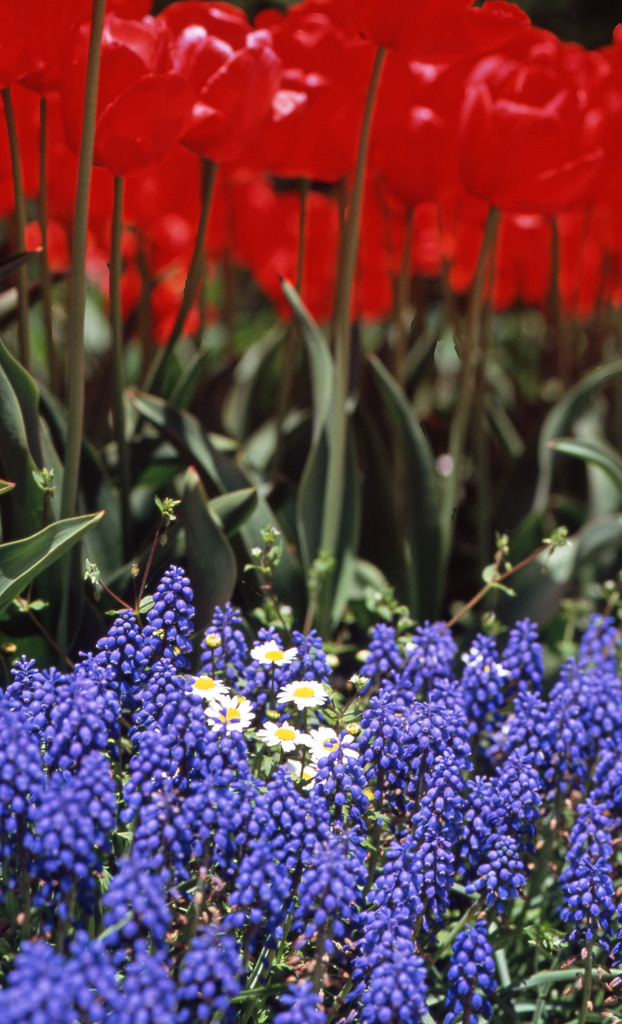 2012となみチューリップフェアＨ24.4.28　05