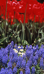 2012となみチューリップフェアＨ24.4.28　05